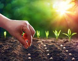 A hand planting seeds with sprouting plants in the background.