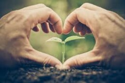 A pair of hands making a heart shape around a small plant.